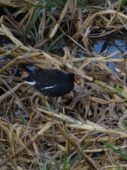 Gallinula galeata