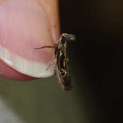 Pseudodavara haemaphoralis