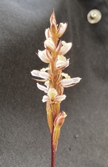Prasophyllum fimbria