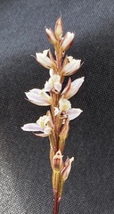 Prasophyllum fimbria