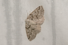 Sabulodes packardata