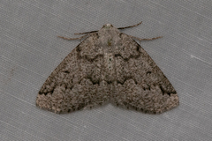 Sabulodes packardata