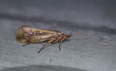 Limnephilus borealis