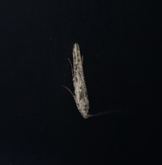 Batrachedra praeangusta