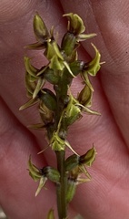 Prasophyllum gracile