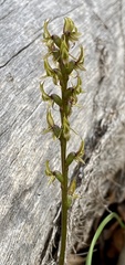 Prasophyllum gracile