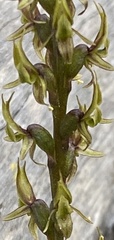 Prasophyllum gracile