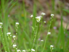 Calepina irregularis