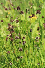 Juncus alpigenus