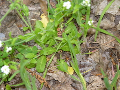 Calepina irregularis