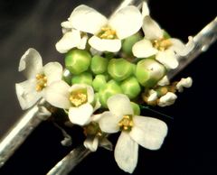 Calepina irregularis