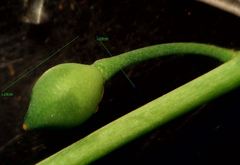 Calepina irregularis