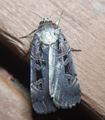 Pseudohermonassa tenuicula