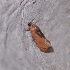 Cryptophlebia ombrodelta