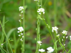 Calepina irregularis