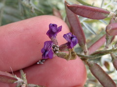 Astragalus bernardinus