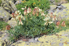 Trifolium polyphyllum