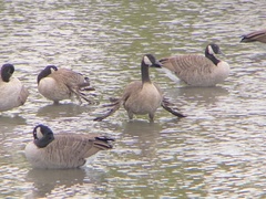 Branta canadensis