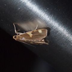 Rehimena phrynealis
