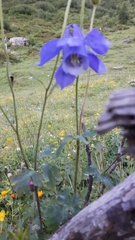 Aquilegia alpina