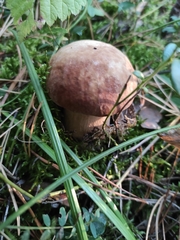 Boletus pinophilus