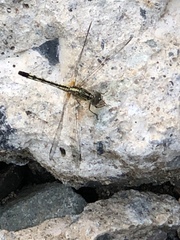 Diplacodes trivialis