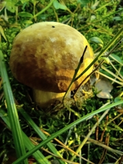 Boletus pinophilus
