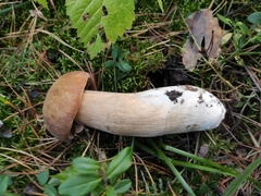 Boletus pinophilus