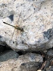 Diplacodes trivialis