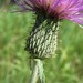 Flodman's Thistle - Photo (c) eknuth, some rights reserved (CC BY-NC), uploaded by eknuth