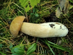 Boletus pinophilus