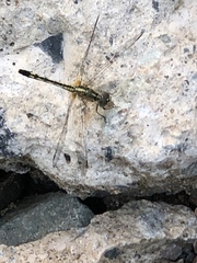 Diplacodes trivialis