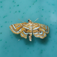 Cymoriza