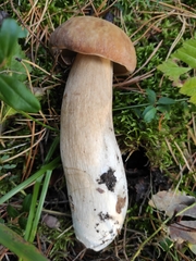 Boletus pinophilus