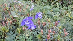Aquilegia alpina