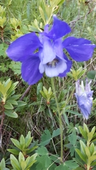 Aquilegia alpina