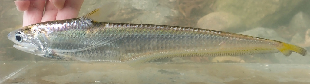 Gray's Grenadier Anchovy