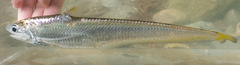 Gray's Grenadier Anchovy photo 1