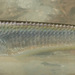 Gray's Grenadier Anchovy - Photo (c) H.T.Cheng, some rights reserved (CC BY-NC), uploaded by H.T.Cheng