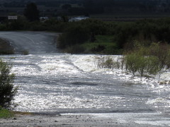 Salix mucronata mucronata