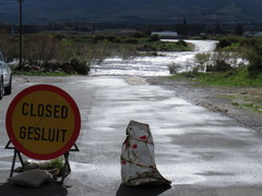 Salix mucronata mucronata