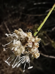 Cephalaria leucantha