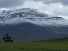 Eucalyptus cladocalyx