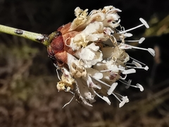 Cephalaria leucantha