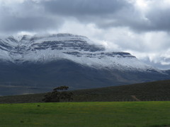 Eucalyptus cladocalyx