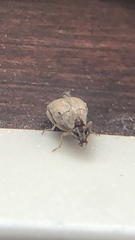 Algarobius prosopis