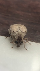 Algarobius prosopis