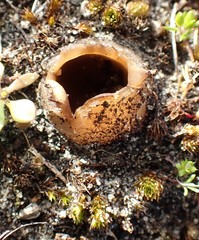 Peziza austrogeaster