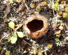 Peziza austrogeaster
