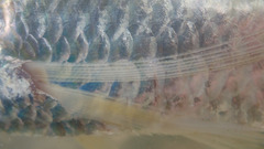 Gray's Grenadier Anchovy photo 3